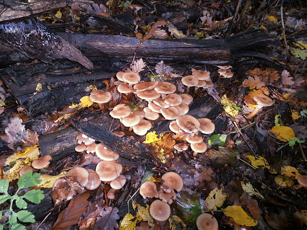 podpňovka obyčajná Armillaria mellea (Vahl) P. Kumm.