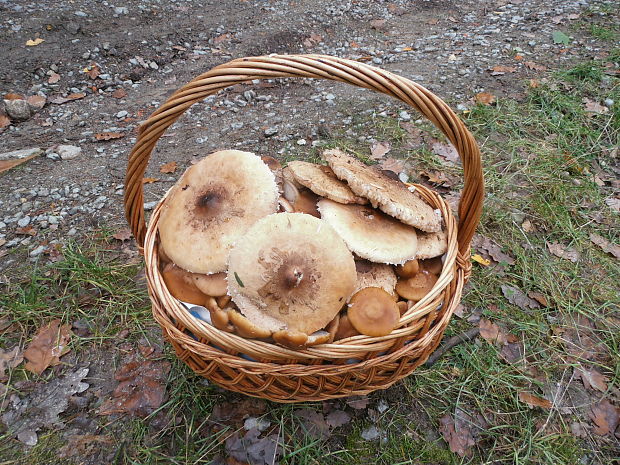 ... Armillaria mellea (Vahl) P. Kumm.