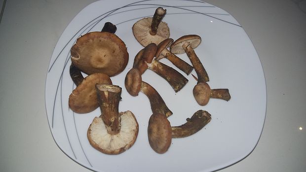 podpňovka Armillaria sp.