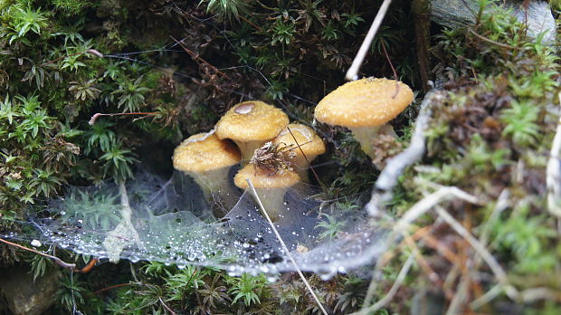 podpňovka Armillaria sp.