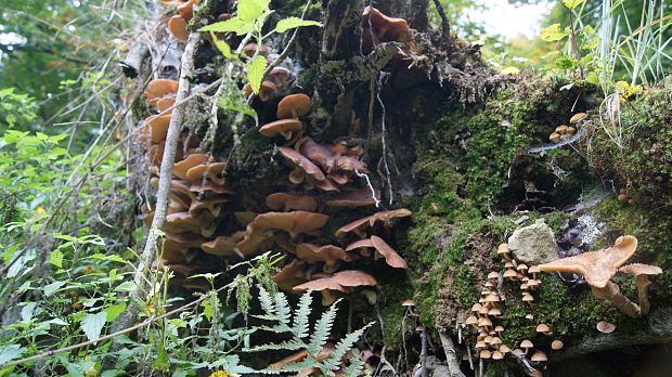 podpňovka Armillaria sp.