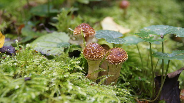 podpňovka Armillaria sp.