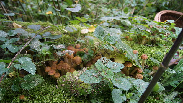 podpňovka Armillaria sp.