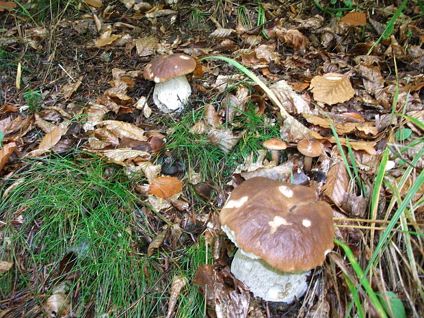 hríb smrekový Boletus edulis Bull.