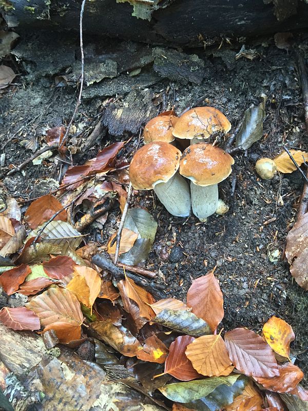 hríb dubový Boletus reticulatus Schaeff.