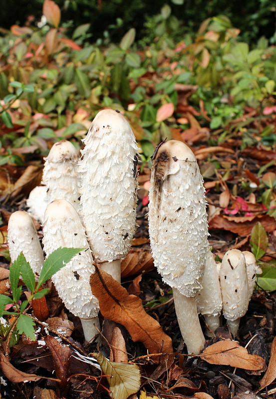 hnojník obyčajný Coprinus comatus (O.F. Müll.) Pers.