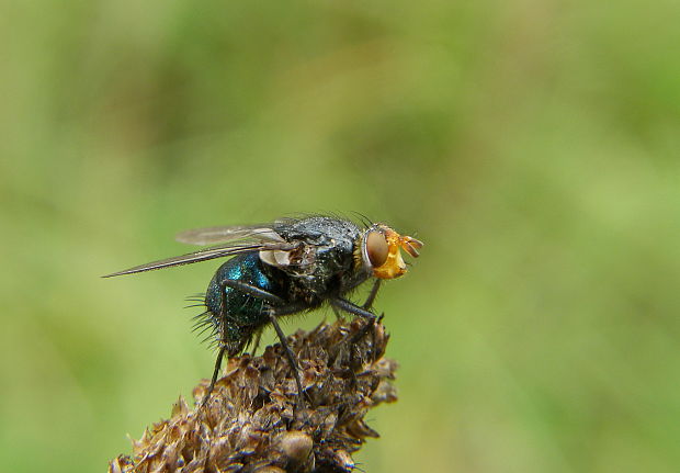 bzučivka zdochlinova Cynomya mortuorum Calliphoridae