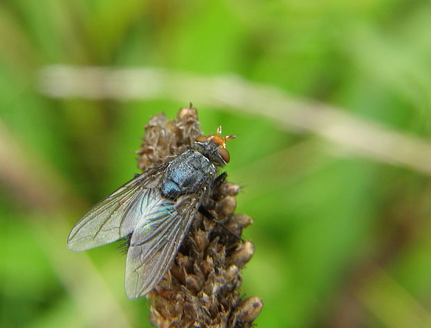 bzučivka zdochlinova Cynomya mortuorum Calliphoridae