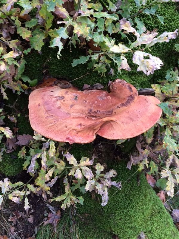 pečeňovec dubový Fistulina hepatica (Schaeff.) With.