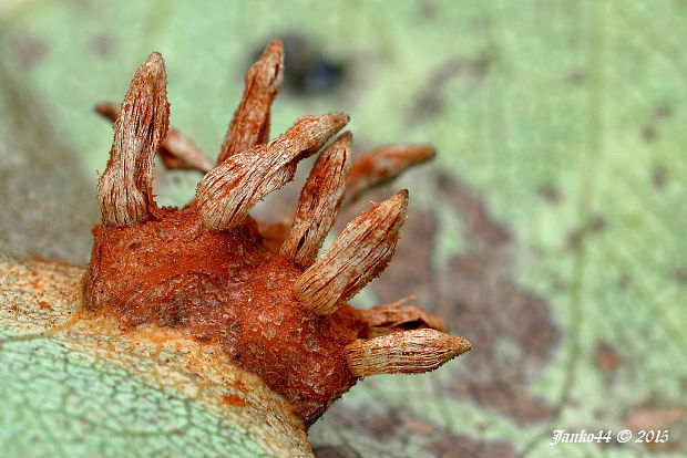 hrdzavka hrušková Gymnosporangium sabinae (Dicks.) G. Winter