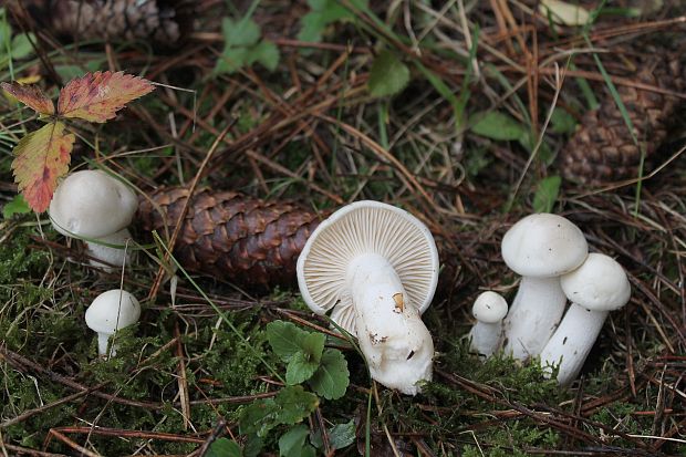 šťavnačka slonovinová Hygrophorus eburneus (Bull.) Fr.