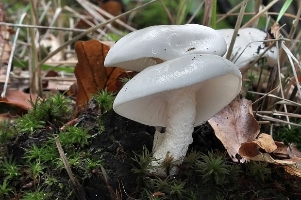 šťavnačka slonovinová Hygrophorus eburneus (Bull.) Fr.