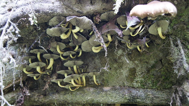 strapcovka zväzkovitá Hypholoma fasciculare (Huds.) P. Kumm.