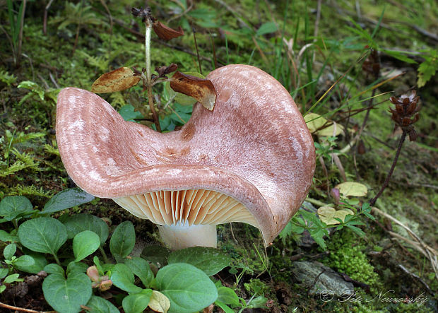 rýdzik hnedastoružový Lactarius flexuosus var. roseozonatus H. Post