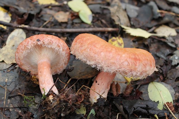 rýdzik kravský Lactarius torminosus (Schaeff.) Gray