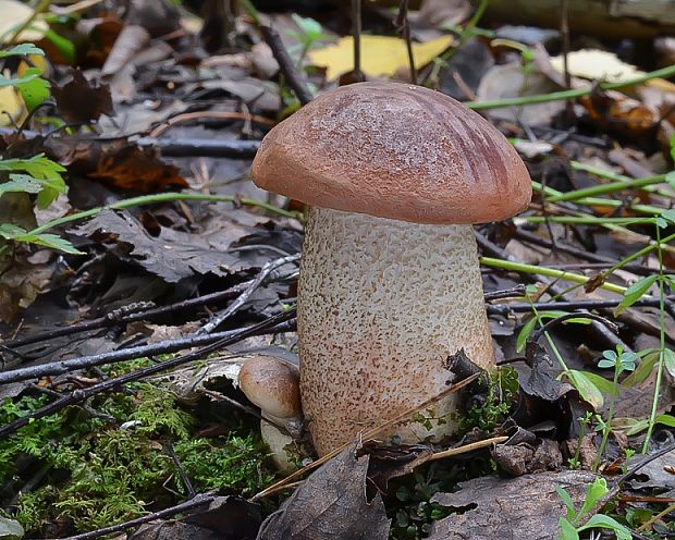 kozák dubový Leccinum aurantiacum (Bull.) Gray