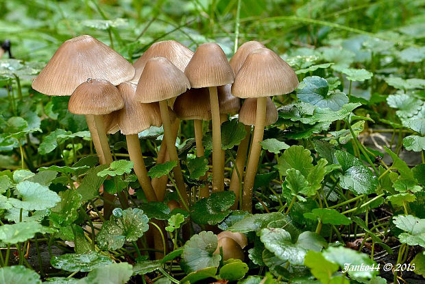 prilbička Mycena sp.