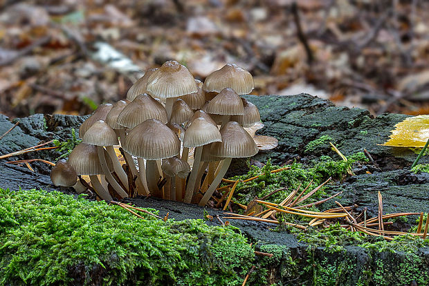 prilbička Mycena sp.