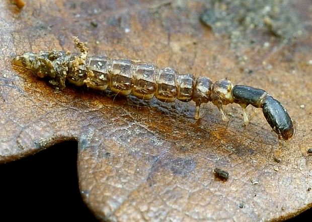 dlhokrčka - larva Phaeostigma notata