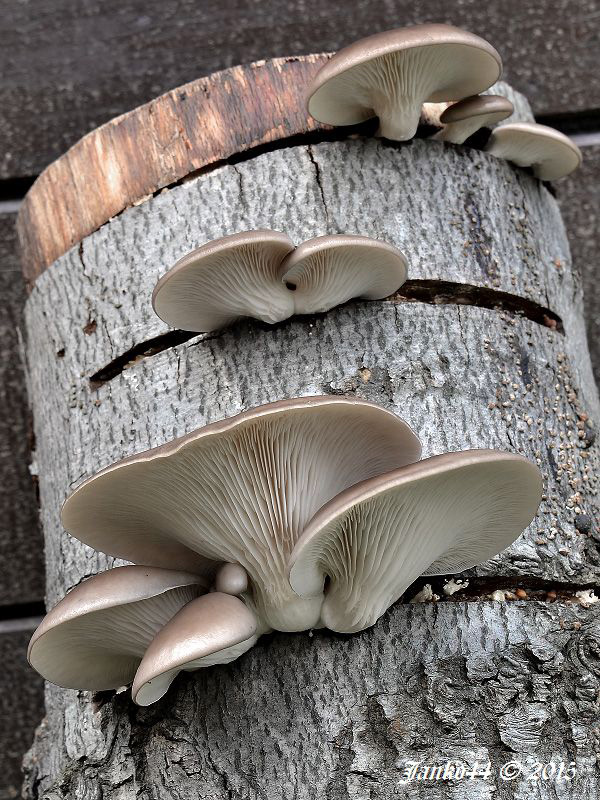 hliva ustricovitá Pleurotus ostreatus (Jacq.) P. Kumm.