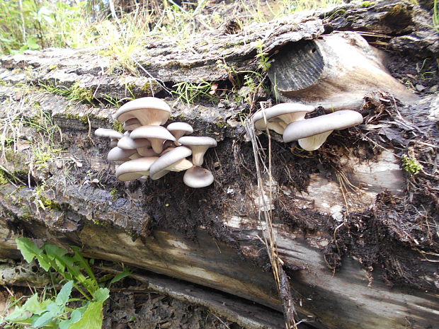 hliva ustricovitá Pleurotus ostreatus (Jacq.) P. Kumm.