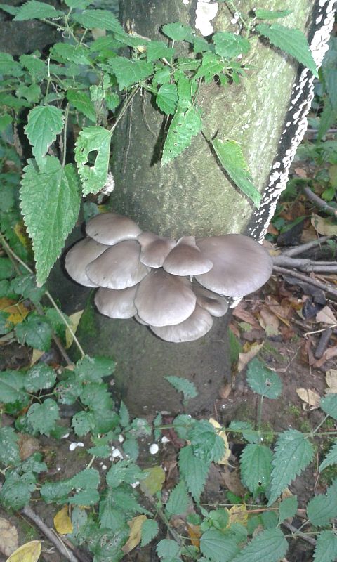 hliva  Pleurotus pulmonarius (Fr.) Quél.