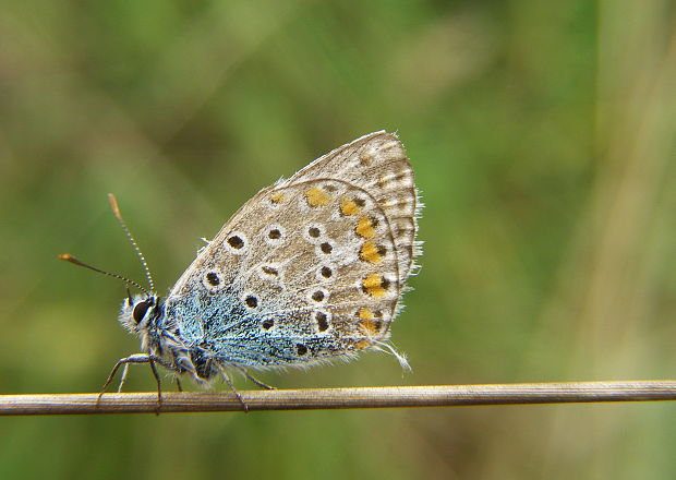 modráčik obyčajný Polyommatus icarus