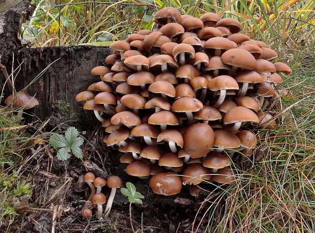 drobuľka trsovitá Psathyrella multipedata (Peck) A.H. Sm.