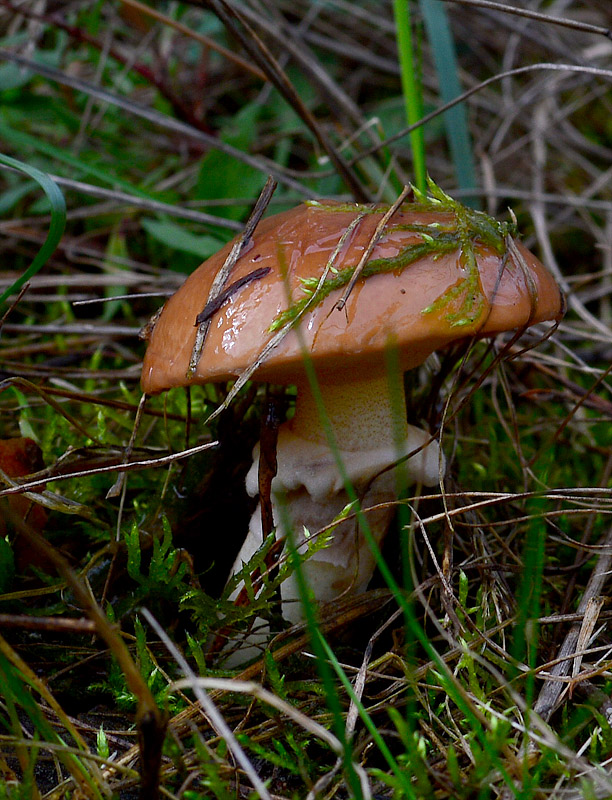 masliak obyčajný Suillus luteus (L.) Roussel