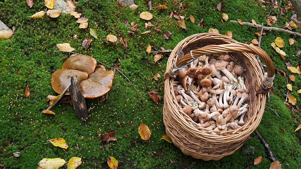 hríb zrnitohlúbikový Sutorius luridiformis (Rostk.) G. Wu & Zhu L. Yang