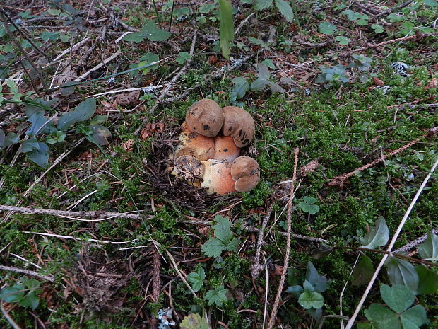 hríb zrnitohlúbikový Sutorius luridiformis (Rostk.) G. Wu & Zhu L. Yang