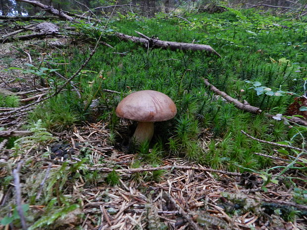 suchohríb broskyňový  Xerocomellus persicolor (H. Engel, Klofac, H. Grünert & R. Grünert) F. Roqué