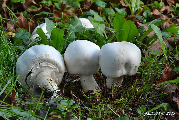 pečiarka Agaricus sp.