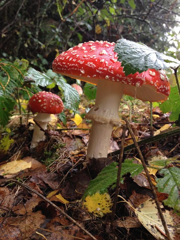 muchotrávka červená Amanita muscaria (L.) Lam.