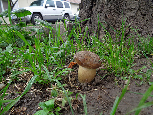 podpňovka bezprsteňová Armillaria socialis (DC.) Fayod