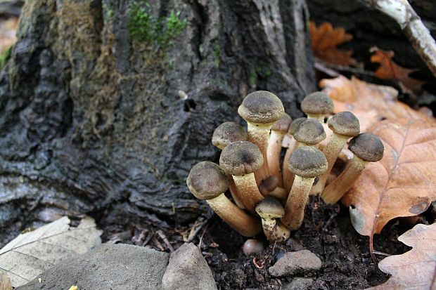 podpňovka Armillaria sp.