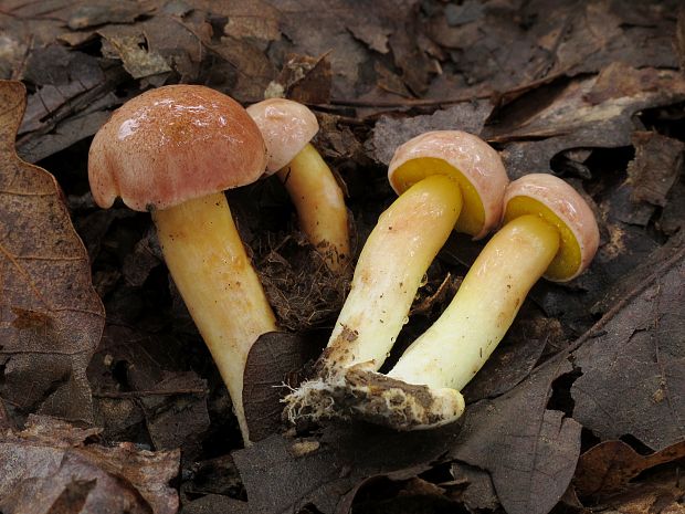 zlatohríb úhľadný Aureoboletus gentilis (Quél.) Pouzar