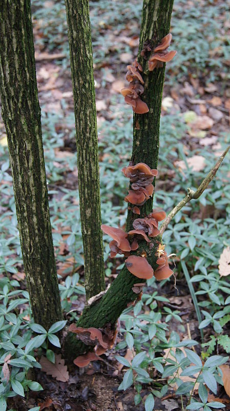 uchovec bazový Auricularia auricula-judae (Bull.) Quél.