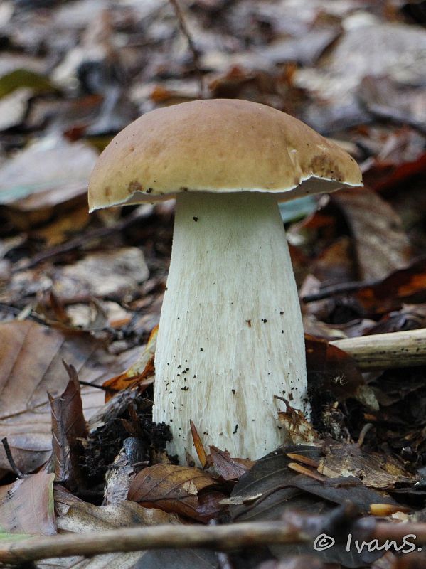 hríb smrekový Boletus edulis Bull.