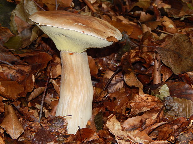 hríb smrekový Boletus edulis Bull.