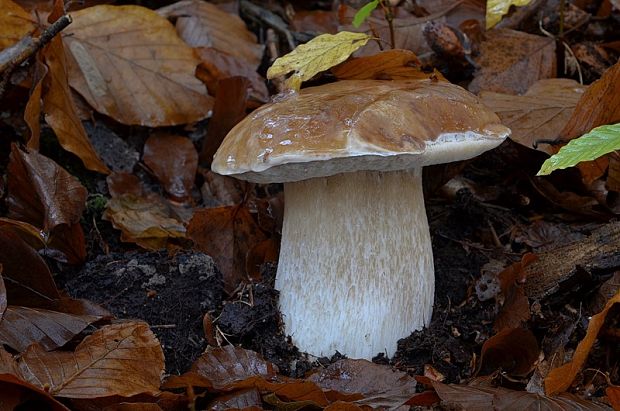 hríb smrekový Boletus edulis Bull.