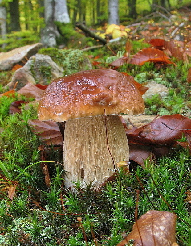 hríb smrekový Boletus edulis Bull.