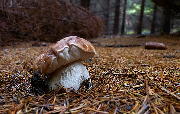 hríb smrekový Boletus edulis Bull.