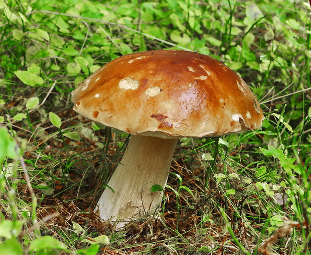 hríb smrekový Boletus edulis Bull.