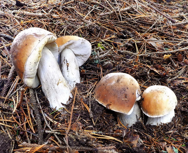 hríb smrekový Boletus edulis Bull.