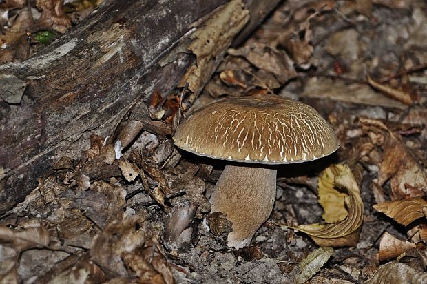 hríb smrekový Boletus edulis Bull.