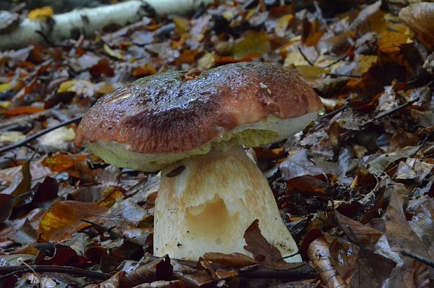 hríb sosnový Boletus pinophilus Pil. et Dermek in Pil.