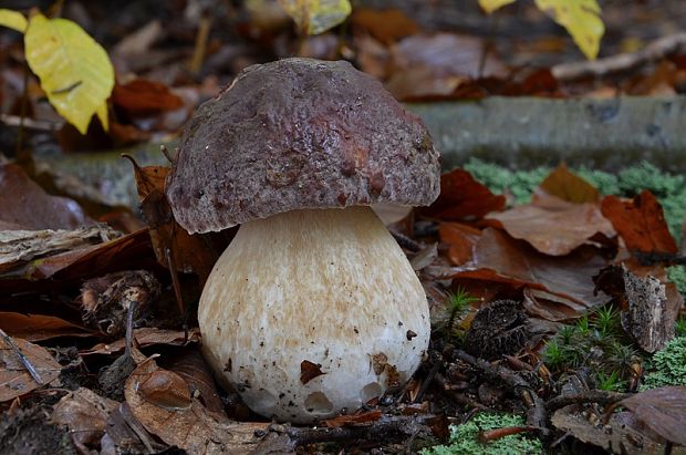 hríb sosnový Boletus pinophilus Pil. et Dermek in Pil.