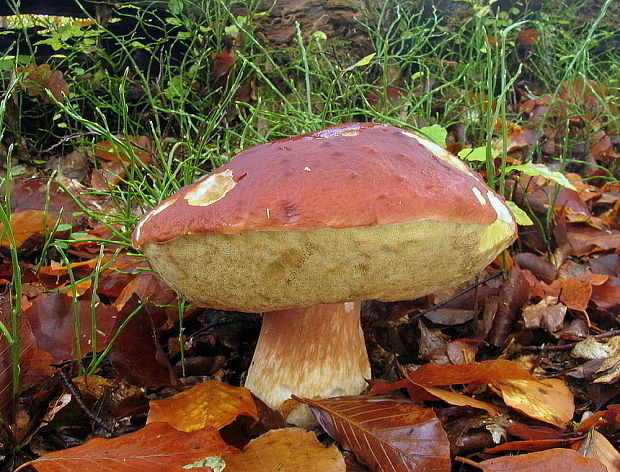 hríb sosnový Boletus pinophilus Pil. et Dermek in Pil.