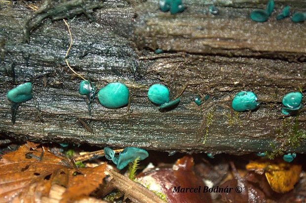 zelenica Chlorociboria sp.